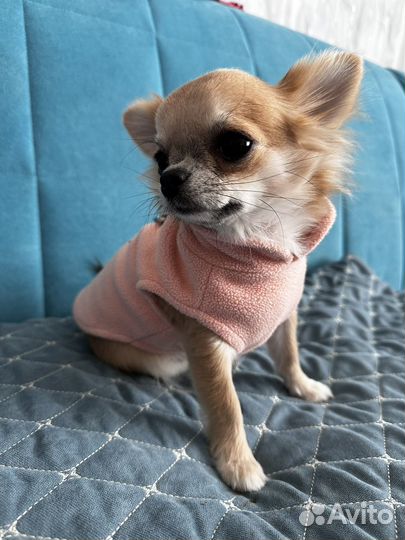 Одежда для супер маленьких собачек, щенков