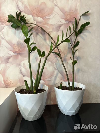 Замиокулькас