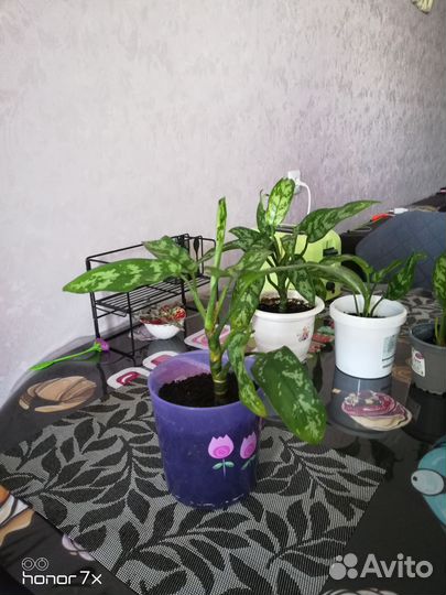 Диффенбахия