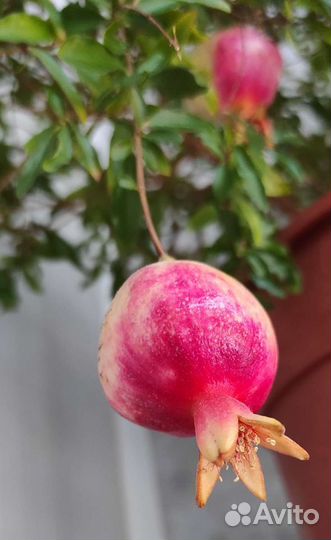 Гранат комнатный