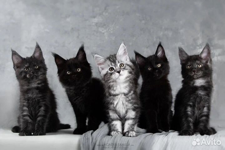 Мейн-кун котята на любой вкус, цвет и кошелек