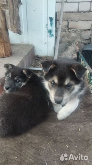 Домашние животные собаки щенки