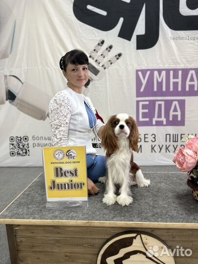 Кавалер кинг чарльз спаниель