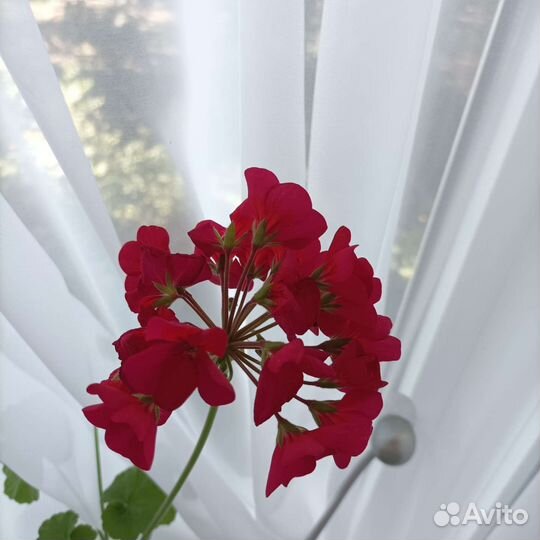 Герань пеларгония