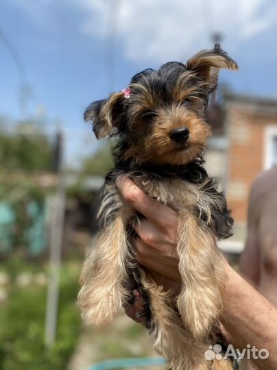 Йоркширский терьер