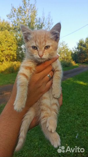Три котенка ищут новый дом