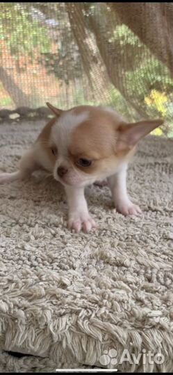 Мини мальчик чихуахуа