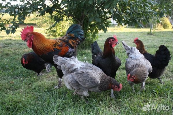 Куры несушки молодки и бройлер утята гусята перепе