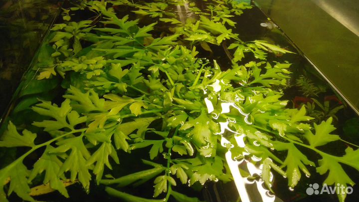 Папоротник цератоптерис крыловидный для аквариума