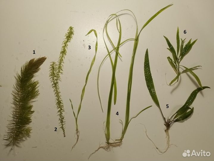 Аквариумные растения