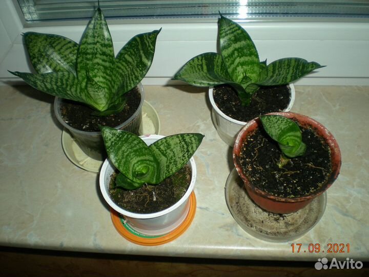 Сансевиерия