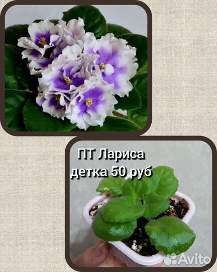 Фиалка Пт Лариса