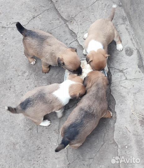 Щенки в добрые руки