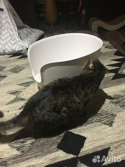 Лоток для кошек большой