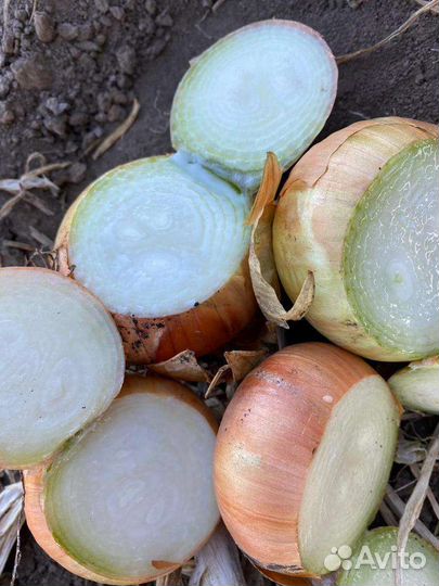 Лук на выгонку пера оптом, штутгарт