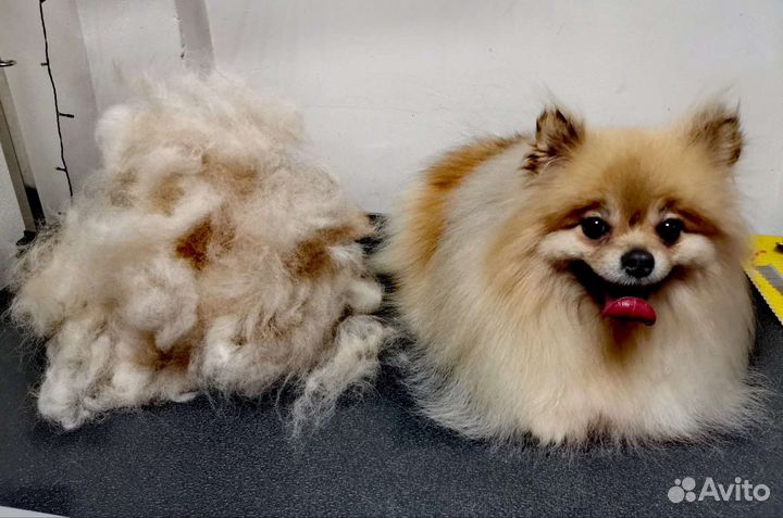 Зоосалон: стрижка животных. груминг животных