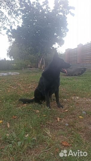 Восточно-европейская овчарка