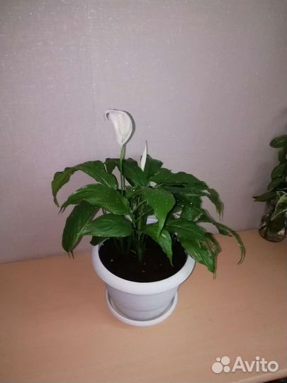 Спатифиллум