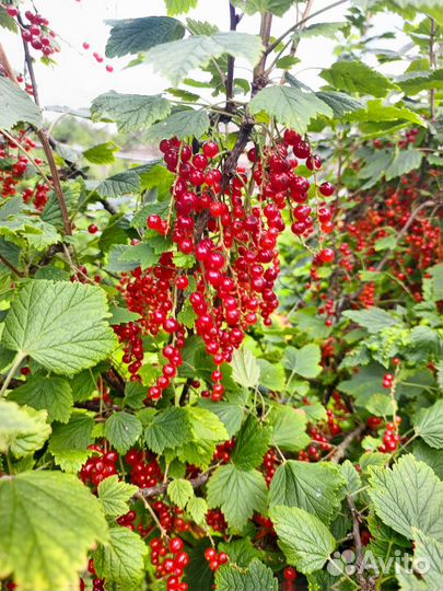 Продам смородину