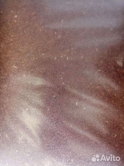 Семена льна