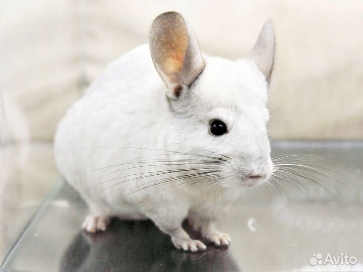Шиншилла Белый вильсон