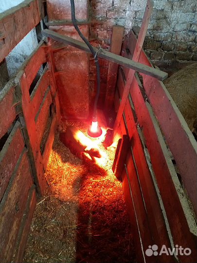 Продаются поросята венгерской мангалицы