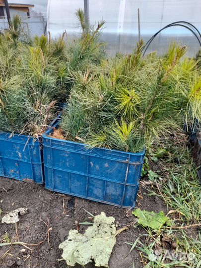 Саженцы на Лесовосстановление