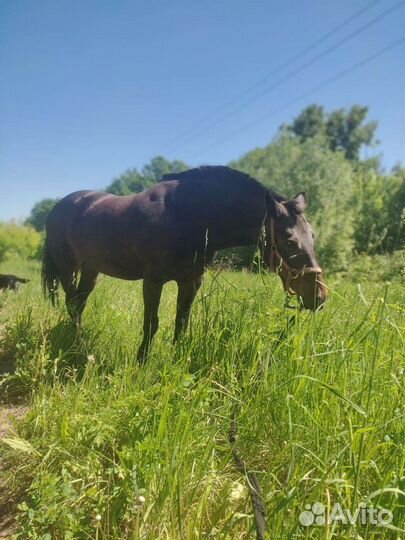 Верховая езда. Лошадь в аренду,прокат,фотосессии