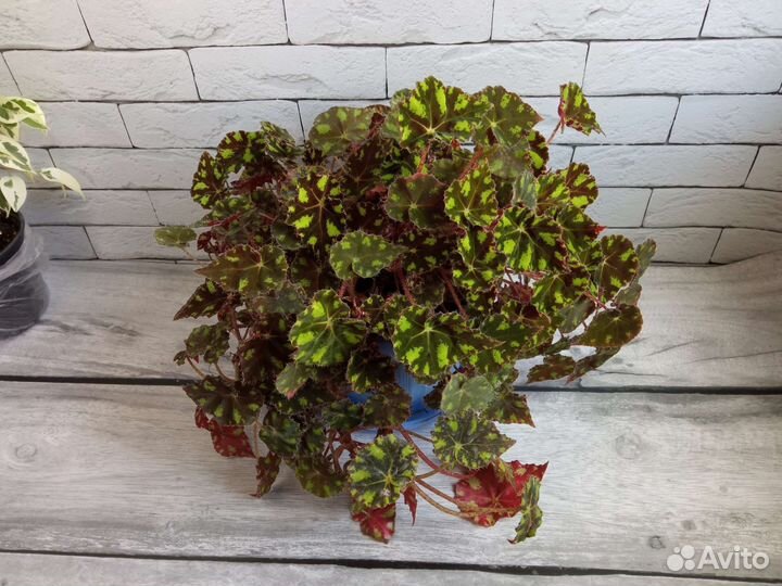 Бегония, мирт и др