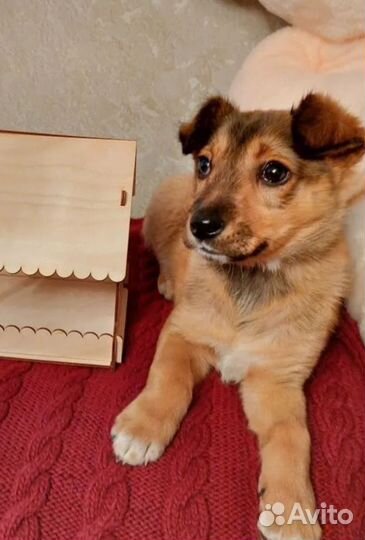 В добрые руки