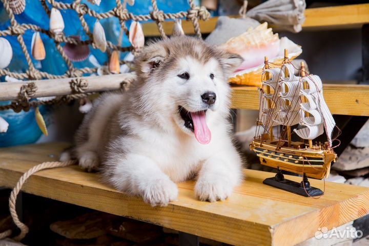 Аляскинский маламут