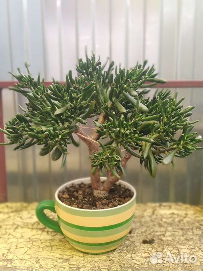 Крассула Голлум