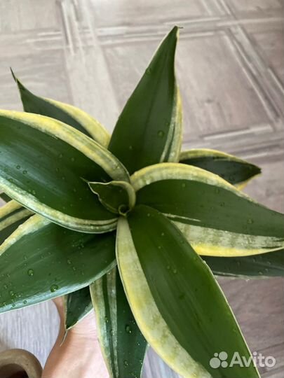 Сансевиерия ханни