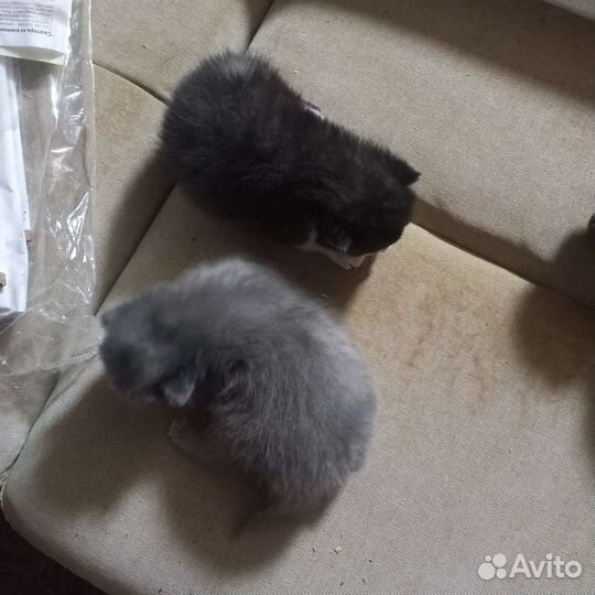 Британские котята