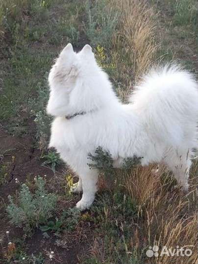 Вязка. Девочка