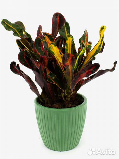 Кротон Мамми