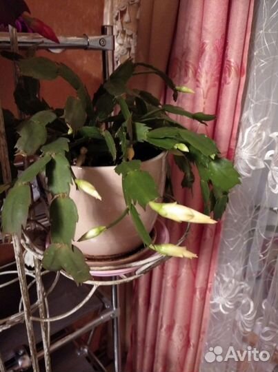 Декабрист шлюмбергера сортовые