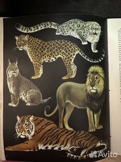 Энциклопедии Жизнь животных СССР