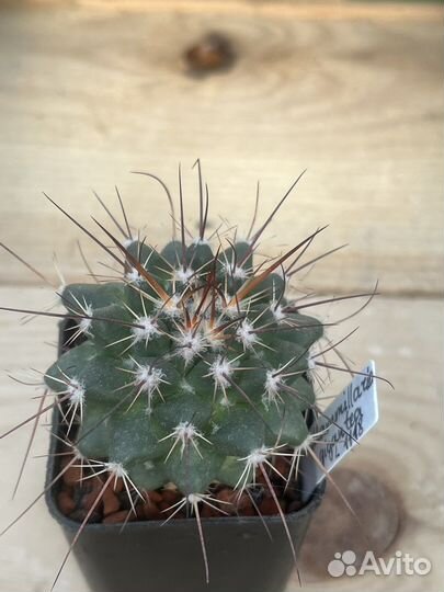 Кактус Маммиллярия