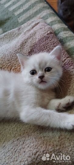 Кошки породистые