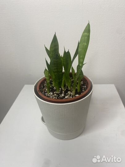 Сансевиерия