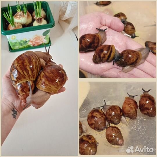 Улитки архахатины