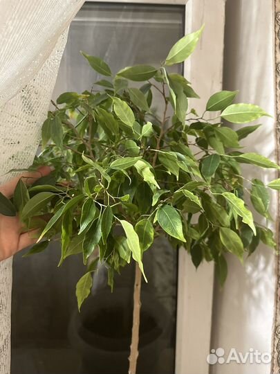 Фикус бенджамина большой