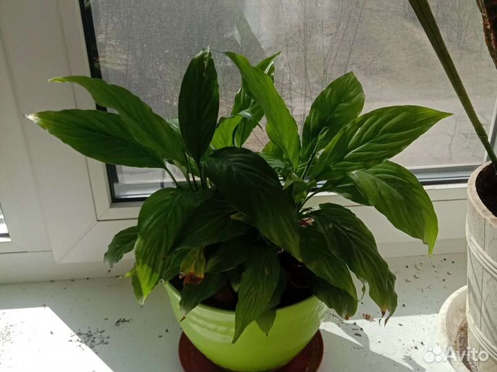 Цветы разные комнатные