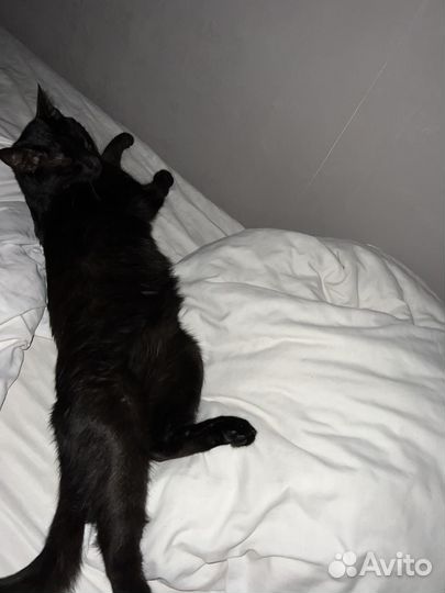 Отдам котика в добрые руки