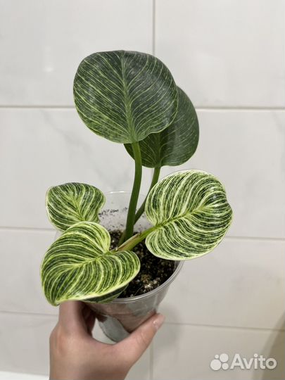 Филодендрон биркин
