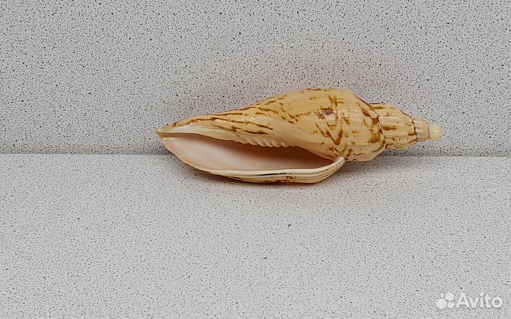 Фулгорария 11,1 морская ракушка раковина