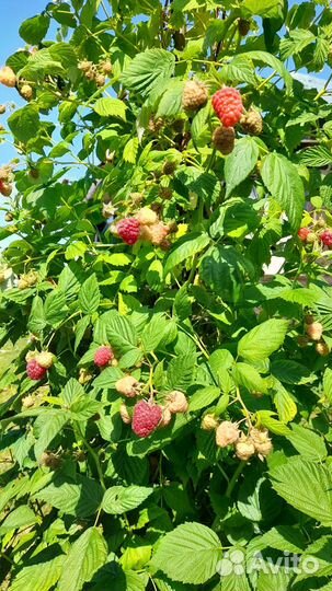 Малина ягоды