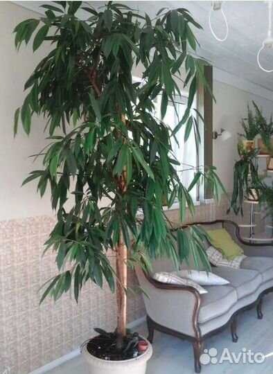 Фикус Али Амстел Кинг кактус эхинопсис