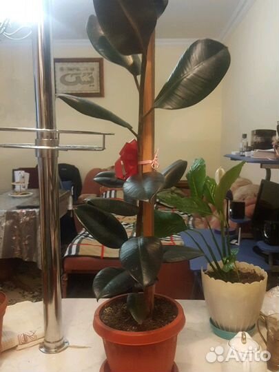Фикус,аллое,архидея,и др